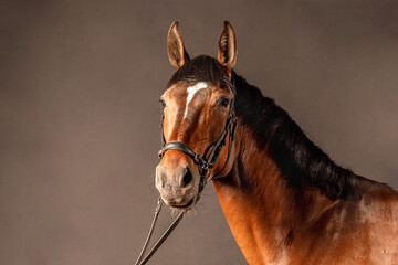 Beautiful brown horse with bridle posing against a neutral backdrop