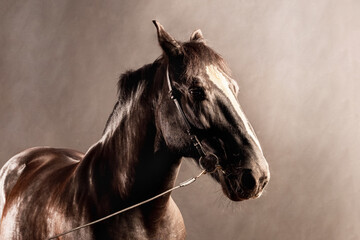 Majestic black horse captured in dramatic lighting with a focus on its elegant features