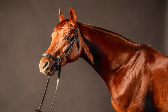 Brown horse with bridle standing against neutral background in studio setting