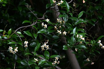 Asiatic jasmine flowers. Apocynaceae evergreen vine shrub. In early summer, propeller-shaped white flowers with a jasmine-like fragrance bloom. © tamu