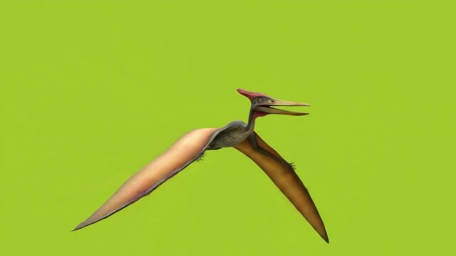Pteranodon Flying on Green Background
