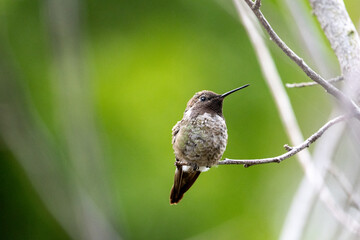 Anna's Hummingbird Perched on a Branch