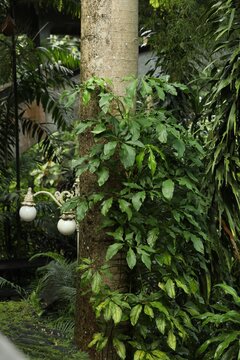 Many different beautiful green plants and street lamp in park