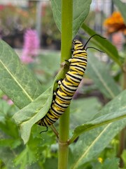 Monarch Caterpillar on Milkweed Plant
