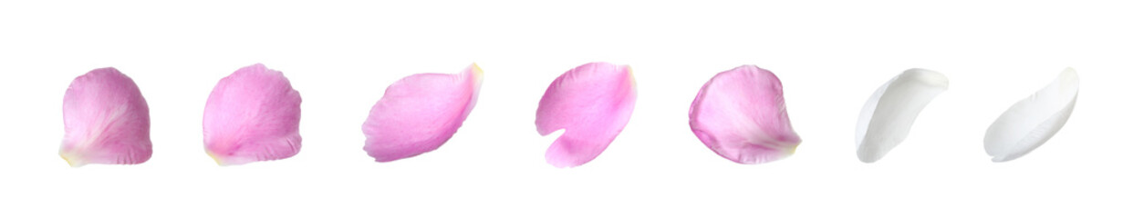 Beautiful peony petals on white background, set