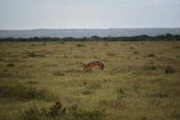 Africa- Large Format Uncropped View of a Wild Black-backed Jackal in the Wilderness