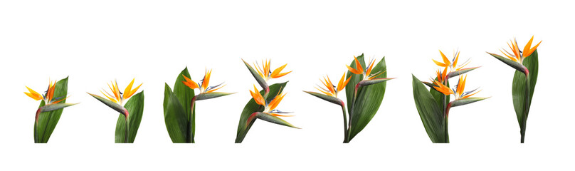 Bird of Paradise tropical flowers on white background, set