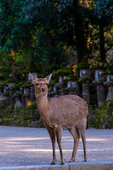 Fototapeta premium 日本、奈良公園、鹿、野生動物、木、写真素材