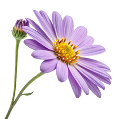 pink daisy isolated on white