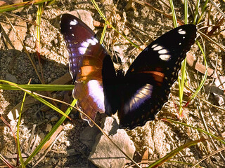 black and orange butterfly