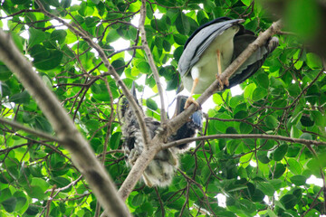 Parent Night Heron Feeding its Chick in a Tree