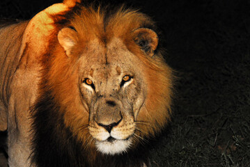 Africa- Extreme Close Up of a Wild Male Lion in the Spot Light on Night Safari