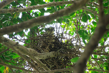 Young Night Heron Peeking from Nest