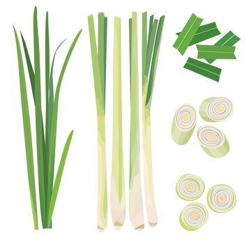Lemongrass, Lemon Grass, Citronella, Cymbopogon, Barbed Wire Grass, Silky Heads, Oily Heads, Cochin Grass, Malabar grass, Fever Grass hand drawn vector illustration set isolated