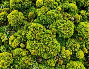 Close-up view of dense, vibrant green moss clumps