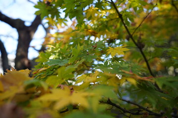 日本、東京、目白庭園、自然、日本庭園、池塘、回遊式庭園、紅葉、木造建築、秋、石塔、写真素材