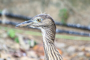 Close-up of Juvenile Night Heron in Natural Habitat