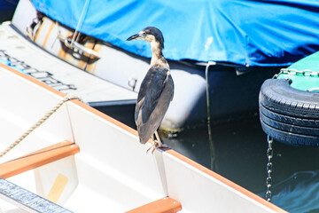Night Heron Perched on Boat Edge
