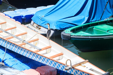 Night Heron Perched on Boat Edge