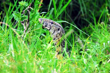 Africa- A Monitor Lizard Hidden in the Grass