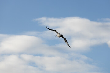 pelican in flight in the sky