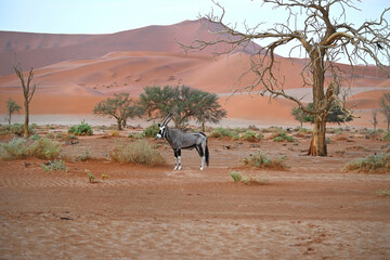 Africa- Namibia- Close Up of a Wild Oryx Antelope Against Red Dunes