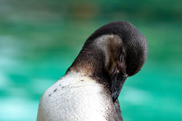 The Humboldt Penguin (Spheniscus humboldti).