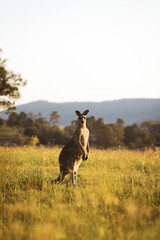 Kangaroos in field at sunset