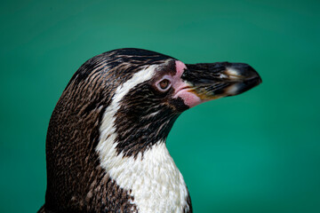 The Humboldt Penguin (Spheniscus humboldti).