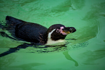 The Humboldt Penguin (Spheniscus humboldti).