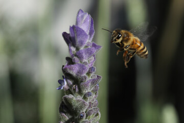 closeup of bee on wild flower lavender at nature