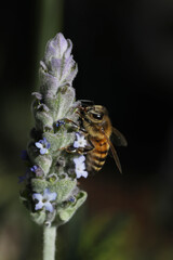 closeup of bee on wild flower lavender at nature