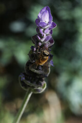 closeup of bee on wild flower lavender at nature