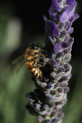 closeup of bee on wild flower lavender at nature