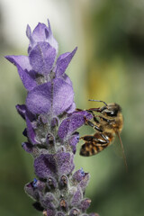 closeup of bee on wild flower lavender at nature