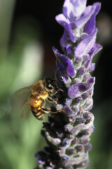closeup of bee on wild flower lavender at nature
