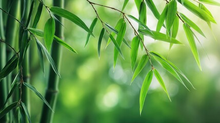 Fresh Bamboo Leaves in a Lush Forest