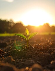 Seedling Sunrise Growth Field.