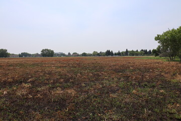 landscape wide-angle large field of planned burned off grass beginning to renew itself with patches...