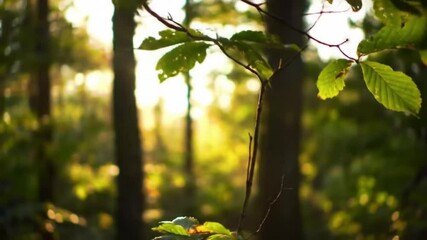 cinematic footage of sun rays piercing through dense forest trees in the morning, gentle lens flare, shallow depth of field, soft focus on leaves swaying in the wind, warm golden hour lighting - Powered by Adobe