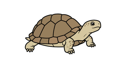 Cute turtle animal reptile pet wildlife cartoon