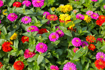 Colorful zinnias in full bloom brightens the garden