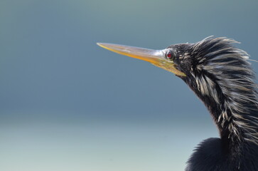 anhinga beak huntington beach state park sc