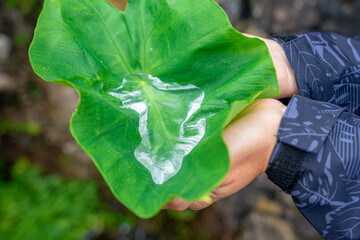 Green leaf of a plant serving as a container for drinking clear water from the spring.
