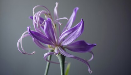 Close-up of a vibrant purple flower.