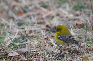 pine warbler in the grass