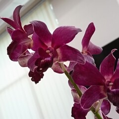 pink orchid flower