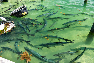 Large school of tarpon hanging around a dock waiting to be fed in the Florida Keys, Monroe County,...