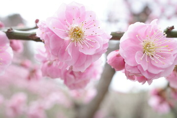 梅の花