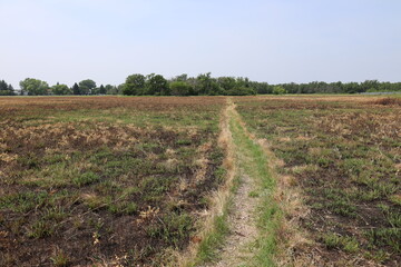 narrow walking path across prairie grass meadows beginning to renew after controlled burns